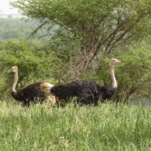 Ostriches in Tarangire National Park